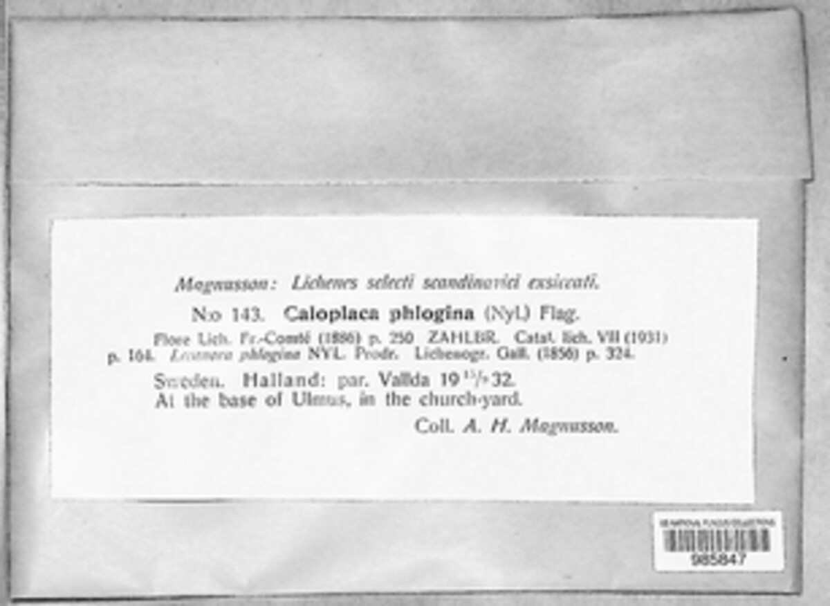 Caloplaca phlogina image
